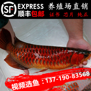 龍口市東萊鎮(zhèn)海龍宮水族館（龍口市東萊鎮(zhèn)海龍宮水族館電話）