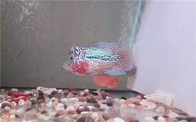 紅馬羅漢魚適合多大魚缸(關于紅馬羅漢魚適合的魚缸大小) 魚缸百科 第3張 紅馬羅漢魚適合多大魚缸(關于紅馬羅漢魚適合的魚缸大小) 紅馬羅漢魚適合多大魚缸(關于紅馬羅漢魚適合的魚缸大小) 魚缸百科 第3張