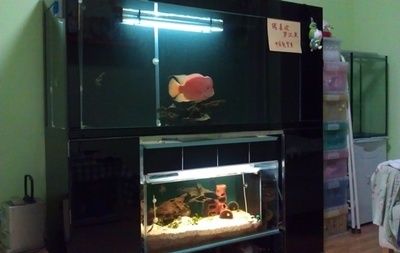 紅馬羅漢魚適合多大魚缸（關于紅馬羅漢魚適合的魚缸大小） 紅馬羅漢魚適合多大魚缸（關于紅馬羅漢魚適合的魚缸大小） 魚缸百科 第2張