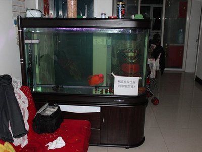 紅馬羅漢魚適合多大魚缸(關于紅馬羅漢魚適合的魚缸大小) 魚缸百科 第1張 紅馬羅漢魚適合多大魚缸(關于紅馬羅漢魚適合的魚缸大小) 紅馬羅漢魚適合多大魚缸(關于紅馬羅漢魚適合的魚缸大小) 魚缸百科 第1張