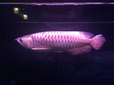 家養金龍魚能吃嗎：家養金龍魚能吃嗎？