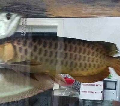 家養金龍魚能吃嗎：家養金龍魚能吃嗎？