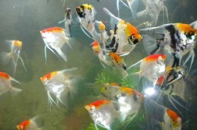 龍魚和財神一塊混養(yǎng)怎么喂食：混養(yǎng)龍魚和財神魚的注意事項 龍魚和財神一塊混養(yǎng)怎么喂食：混養(yǎng)龍魚和財神魚的注意事項 龍魚百科 第2張
