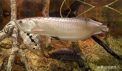 龍魚的名字由來解說：龍魚這個名字是如何得來的，在觀賞魚市場上備受青睞