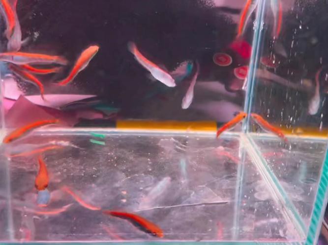 紅帝王雷龍魚苗子怎么養活