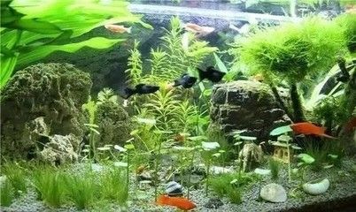 魚缸和什么搭配好看：魚缸如何搭配？