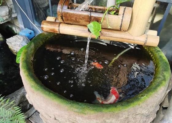 瑪麗魚缸最忌三種東西:瑪麗魚缸最忌諱的三種物品需遵循多元化信息與專業分析框架 魚缸百科 第5張 瑪麗魚缸最忌三種東西:瑪麗魚缸最忌諱的三種物品需遵循多元化信息與專業分析框架 瑪麗魚缸最忌三種東西:瑪麗魚缸最忌諱的三種物品需遵循多元化信息與專業分析框架 魚缸百科 第5張