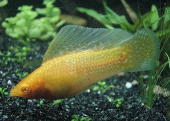 瑪麗魚缸最忌三種東西:瑪麗魚缸最忌諱的三種物品需遵循多元化信息與專業分析框架 魚缸百科 第2張 瑪麗魚缸最忌三種東西:瑪麗魚缸最忌諱的三種物品需遵循多元化信息與專業分析框架 瑪麗魚缸最忌三種東西:瑪麗魚缸最忌諱的三種物品需遵循多元化信息與專業分析框架 魚缸百科 第2張