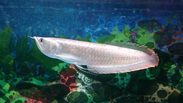 銀龍魚是什么魚圖片