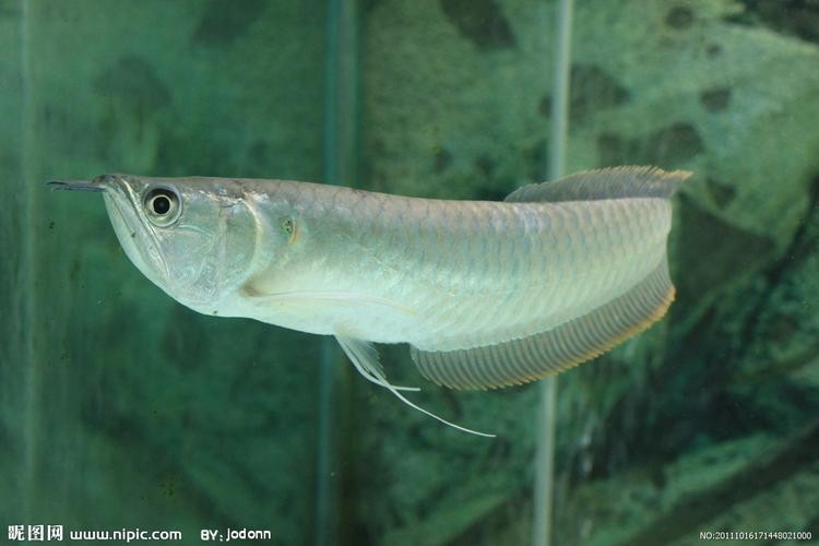銀龍魚是什么魚圖片