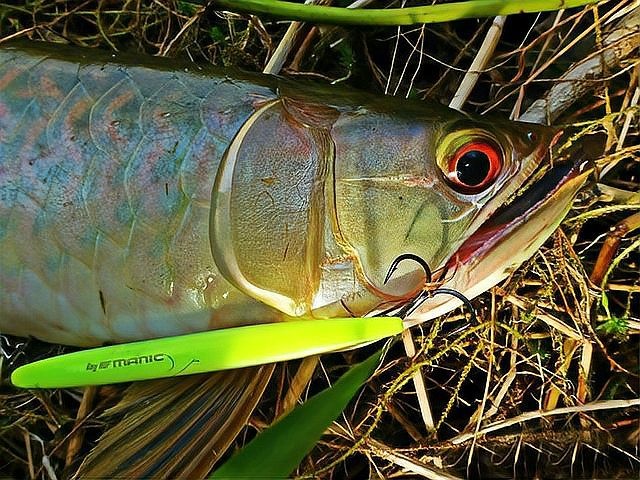銀龍魚是什么魚圖片