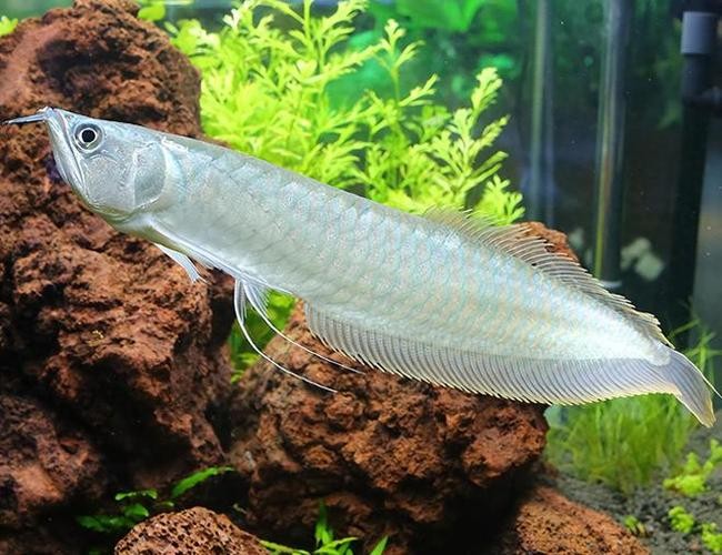 銀龍魚是什么魚圖片