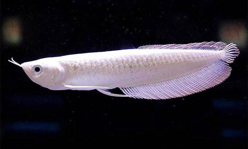 銀龍魚是什么魚圖片