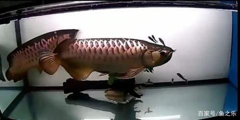 龍魚七秒記憶嗎（“龍魚的記憶只有七秒”是一個常見的誤解，科學研究已證明）