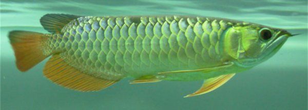 龍魚七秒記憶嗎（“龍魚的記憶只有七秒”是一個常見的誤解，科學研究已證明）