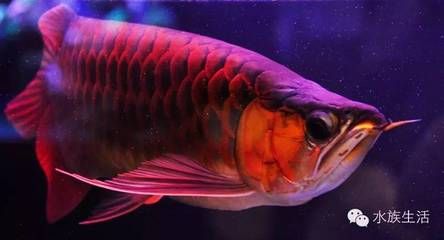 龍魚七秒記憶嗎（“龍魚的記憶只有七秒”是一個常見的誤解，科學研究已證明）