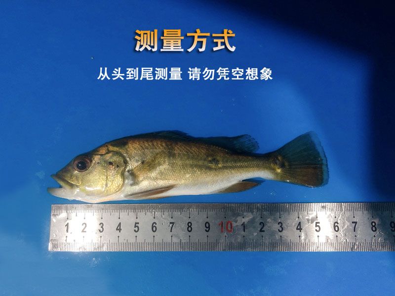 龍魚缸水泵流量選擇多大的：選擇龍魚缸水泵流量時應(yīng)基于魚缸大小、過濾方式和過濾方式和魚類需求