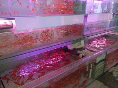 福州水族批發市場：福州水族市場最新動態，福州觀賞魚品種介紹