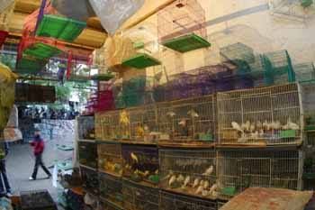 福州水族批發市場：福州水族市場最新動態，福州觀賞魚品種介紹