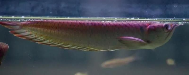 銀龍魚幼魚細菌感染的早期信號：銀龍魚在幼年時期容易遭受細菌感染的早期信號可能包括以下幾個方面