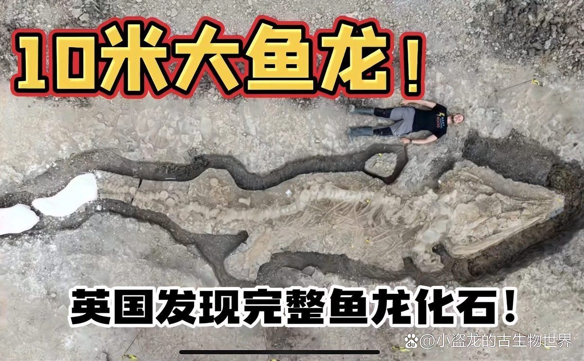 泰曼魚龍中的哪個物種最大？