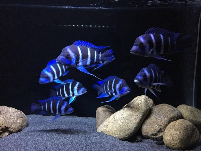 薩伊藍需要多大的魚缸：薩伊藍魚缸尺寸