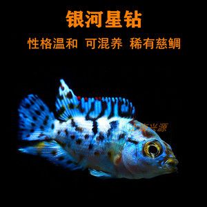 銀河星鉆魚批發：關于銀河星鉆魚批發和貨源基地的一些信息及養殖特性