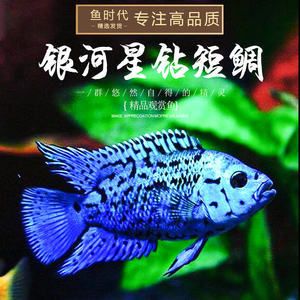 銀河星鉆魚批發：關于銀河星鉆魚批發和貨源基地的一些信息及養殖特性