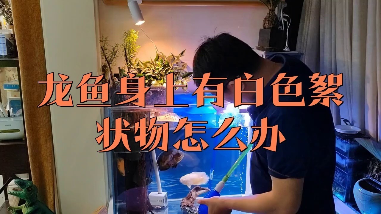 龍魚體表有白色棉絮狀物體怎么回事