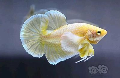 養龍魚能用養蝴蝶鯉的水嗎（龍魚可以和蝴蝶鯉混養嗎？）