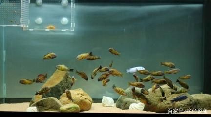 養龍魚能用養蝴蝶鯉的水嗎（龍魚可以和蝴蝶鯉混養嗎？）