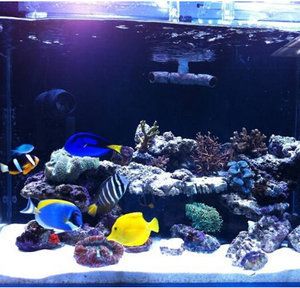 鯛魚魚缸造景的藝術與技巧：熱帶魚飼養指南熱帶魚飼養指南熱帶魚飼養指南熱帶魚