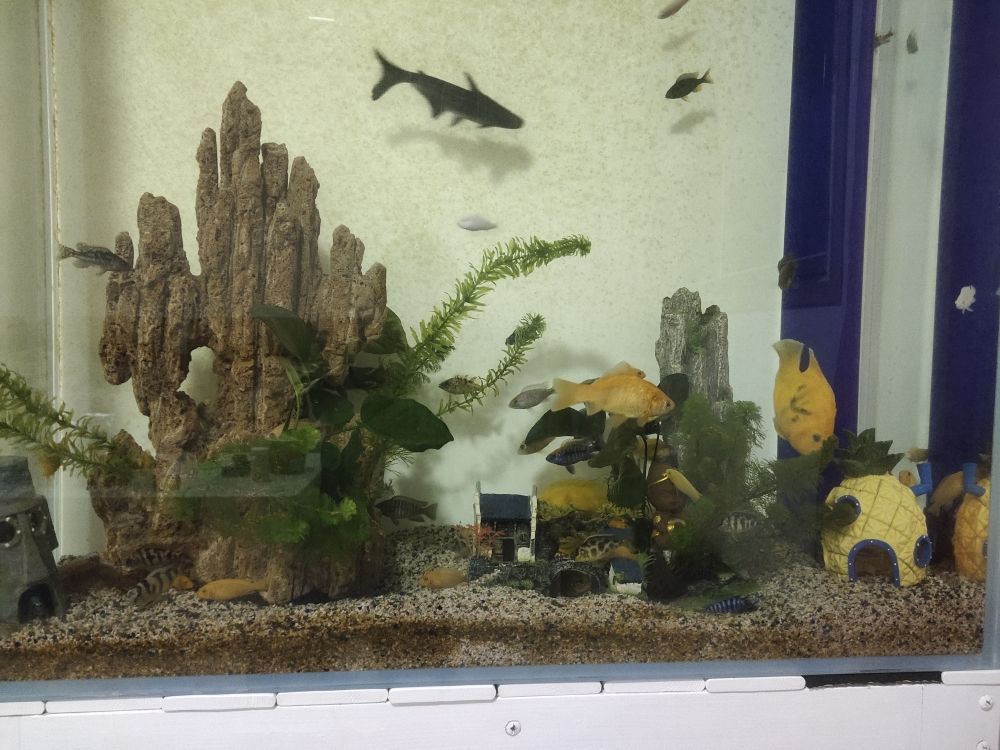 鯛魚魚缸造景的藝術與技巧：熱帶魚飼養指南熱帶魚飼養指南熱帶魚飼養指南熱帶魚