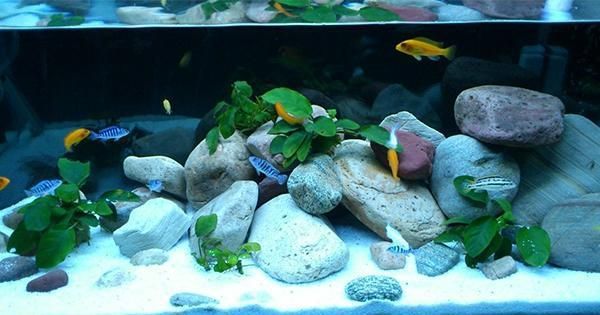 鯛魚魚缸造景的藝術與技巧：熱帶魚飼養指南熱帶魚飼養指南熱帶魚飼養指南熱帶魚