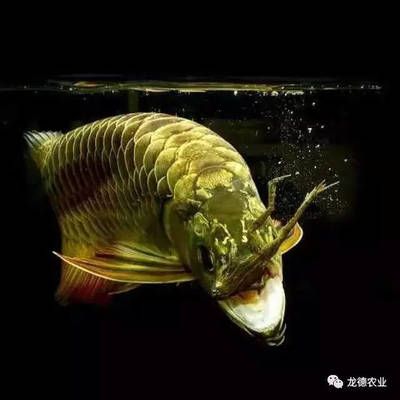 龍魚一天開燈多長時間最好：龍魚一天開燈多長時間 龍魚一天開燈多長時間最好：龍魚一天開燈多長時間 龍魚百科 第3張