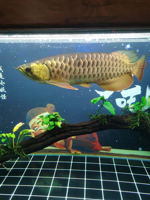 金龍魚爬背過程圖片 金龍魚爬背過程圖片 龍魚百科 第20張