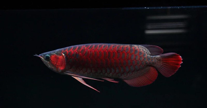 紅龍魚的最佳養殖環境參數是多少？