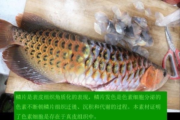 龍魚用青霉素治療用量多少：如何判斷龍魚使用青霉素的治療用量 龍魚用青霉素治療用量多少：如何判斷龍魚使用青霉素的治療用量 龍魚百科 第2張