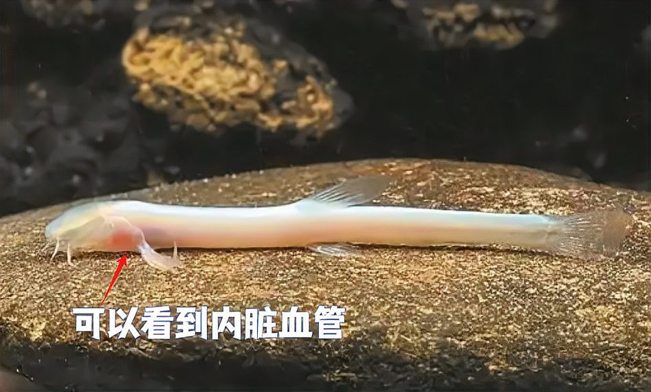 桂林龍魚來源于哪里