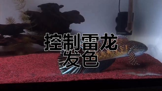 鬼王雷龍繁殖后如何護理幼魚？