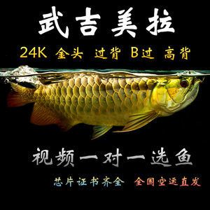 武吉美拉紅龍魚怎樣養：武吉美拉紅龍魚的飼養方法