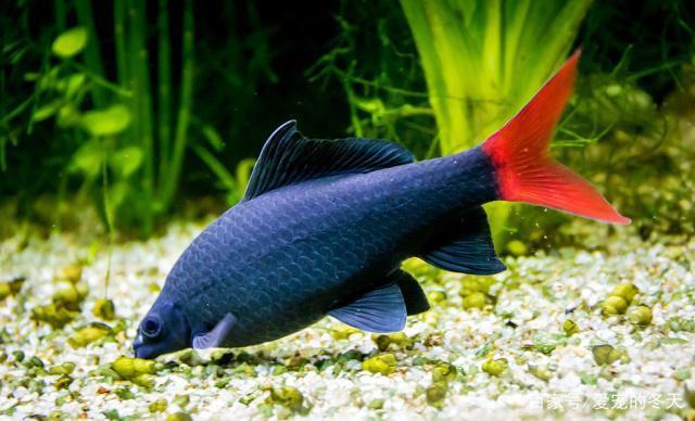 臨海市田園風情水族商行（臨安田園風情小區(qū)）