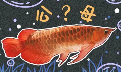 科力爾（廣州）水族科技有限公司（科力爾官網）