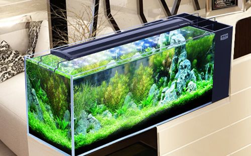 魚缸設(shè)計的藝術(shù)與科學(xué)探索魚缸設(shè)計的藝術(shù)性和科學(xué)選擇：水族箱品牌排行榜 魚缸設(shè)計的藝術(shù)與科學(xué)探索魚缸設(shè)計的藝術(shù)性和科學(xué)選擇：水族箱品牌排行榜 魚缸百科 第4張