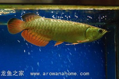龍魚身上紅斑：龍魚身上出現(xiàn)紅斑可能是由于多種原因引起的，其中最常見的原因是
