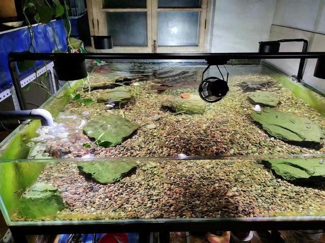 透缸飼養對水質有何要求？ 透缸飼養對水質有何要求？ 龍魚百科 第1張