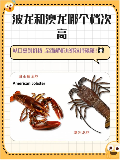 澳龍和波龍有什么區別？