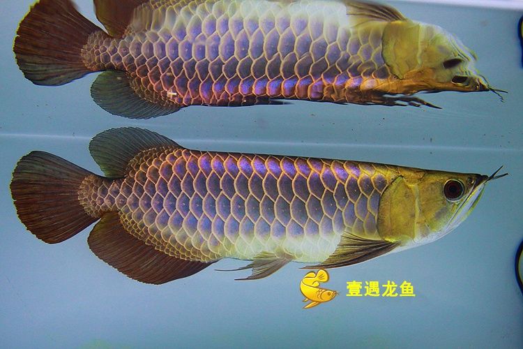龍魚魚缸推薦品牌：龍魚魚缸品牌選擇 龍魚魚缸推薦品牌：龍魚魚缸品牌選擇 龍魚百科 第1張