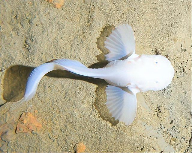 馬里亞納獅子魚 馬里亞納獅子魚 龍魚百科 第2張