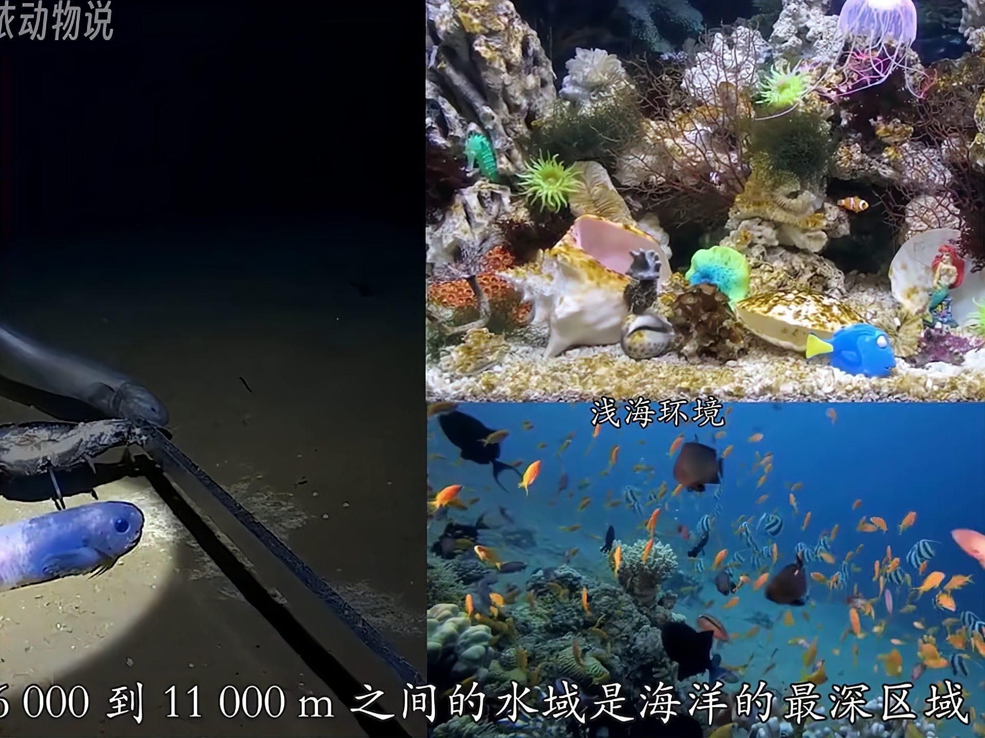 馬里亞納獅子魚 馬里亞納獅子魚 龍魚百科 第3張